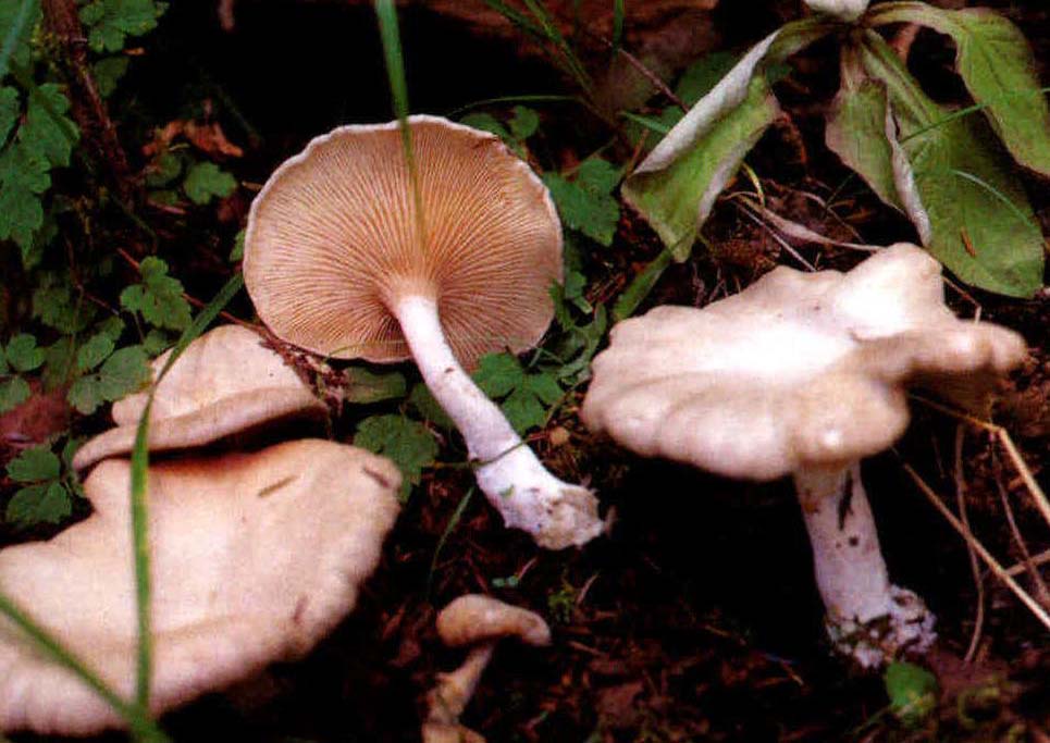 Clitocybe fragrans (Sow.: Fr.)Quél.